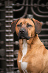 Rhodesian-Ridgeback-Mongrel