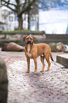 Rhodesian-Ridgeback-Mongrel