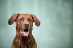 Labrador-Mastiff-Dog portrait