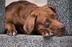 lying Labrador-Mastiff-Dog