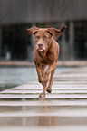running Labrador-Mastiff-Dog