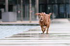 running Labrador-Mastiff-Dog