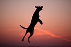 Labrador-Mastiff-Dog to action