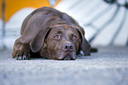 lying Labrador-Mastiff-Dog