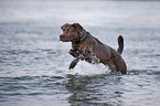 Labrador-Mastiff-Dog