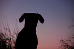 Labrador-Mastiff-Dog portrait