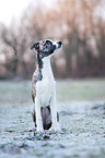 sitting Whippet-Border-Collie