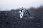 running Whippet-Border-Collie