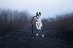 running Whippet-Border-Collie