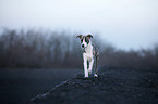 walking Whippet-Border-Collie