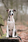 sitting Whippet-Border-Collie