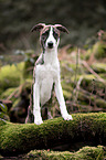 standing Whippet-Border-Collie