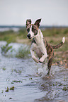 running Whippet-Border-Collie