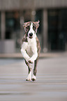 running Whippet-Border-Collie