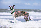 standing Whippet-Border-Collie