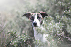 Whippet-Border-Collie portrait