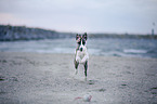 running Whippet-Border-Collie