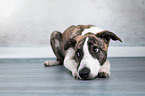 lying Whippet-Border-Collie