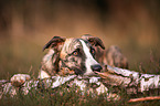 lying Whippet-Border-Collie