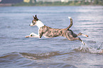 running Whippet-Border-Collie