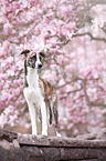 standing Whippet-Border-Collie