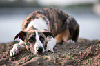 lying Whippet-Border-Collie