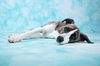 lying Whippet-Border-Collie