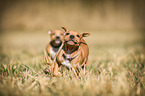 running American-Staffordshire-Terrier-Mix Puppies