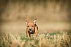 running American-Staffordshire-Terrier-Mix Puppy