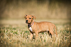 standing American-Staffordshire-Terrier-Mix Puppy