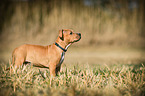standing American-Staffordshire-Terrier-Mix Puppy