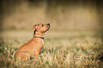 sitting American-Staffordshire-Terrier-Mix Puppy