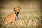 sitting American-Staffordshire-Terrier-Mix Puppy