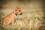 sitting American-Staffordshire-Terrier-Mix Puppy