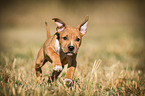 running American-Staffordshire-Terrier-Mix Puppy