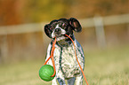 standing Pointer-French-Bulldog-Mix