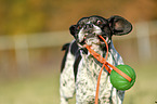 running Pointer-French-Bulldog-Mix