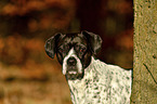 Pointer-French-Bulldog-Mix portrait