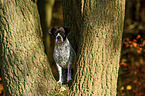 standing Pointer-French-Bulldog-Mix