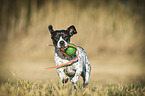 running Pointer-French-Bulldog-Mix