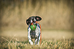 running Pointer-French-Bulldog-Mix