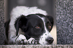 lying Small-Munsterlander-Epagneul-Breton-Mongrel