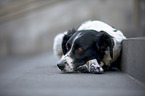 lying Small-Munsterlander-Epagneul-Breton-Mongrel