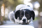 lying Small-Munsterlander-Epagneul-Breton-Mongrel