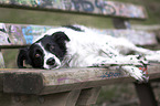 lying Small-Munsterlander-Epagneul-Breton-Mongrel