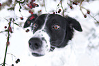 Small-Munsterlander-Epagneul-Breton-Mongrel Portrait