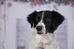 Small-Munsterlander-Epagneul-Breton-Mongrel Portrait
