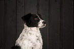 Small-Munsterlander-Epagneul-Breton-Mongrel Portrait