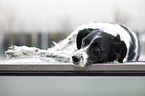 lying Small-Munsterlander-Epagneul-Breton-Mongrel