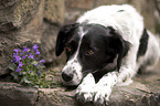 lying Small-Munsterlander-Epagneul-Breton-Mongrel